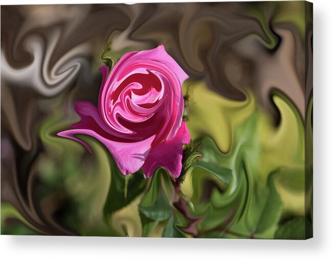 Rose Acrylic Print featuring the photograph Pink Warped Rose by Jennifer Grossnickle