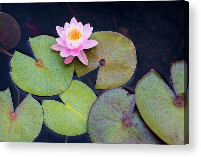 Pink Water Lily Acrylic Print featuring the photograph Pink Water Lily by Michael Blanchette Photography