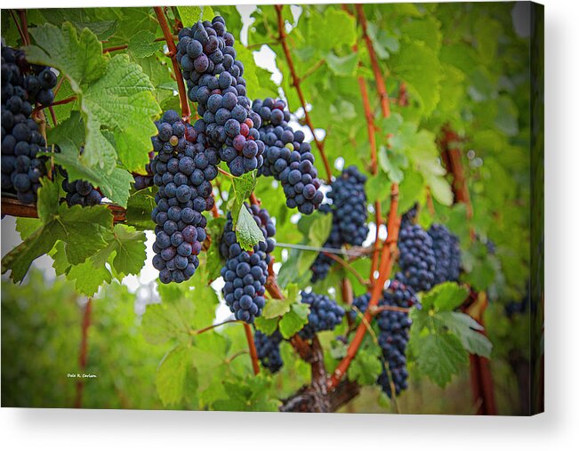 Grapes Acrylic Print featuring the photograph Pinot Noir by Dale R Carlson