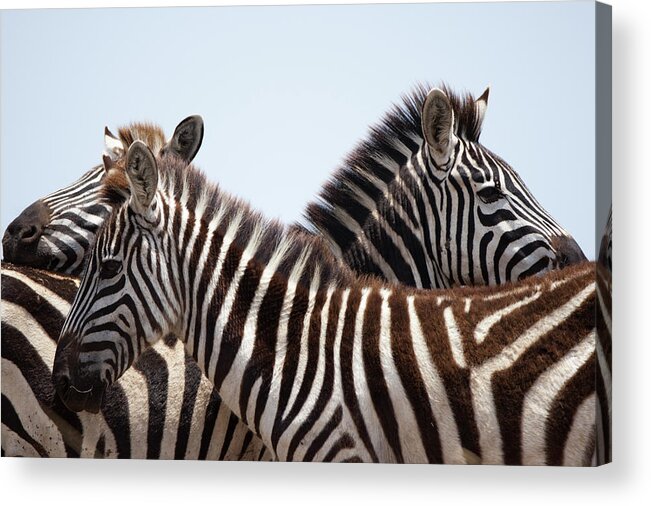 Plains Zebra Acrylic Print featuring the photograph Plains Zebra, Masai Mara Game Reserve by Paul Souders