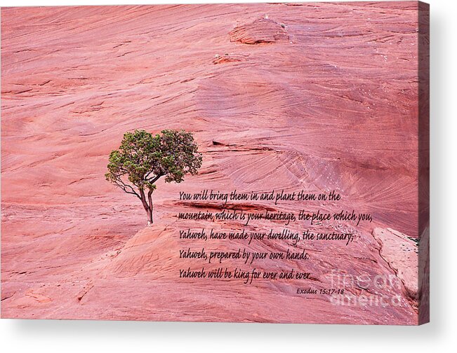 Scripture Acrylic Print featuring the photograph Planted on the Mountain by Debby Pueschel