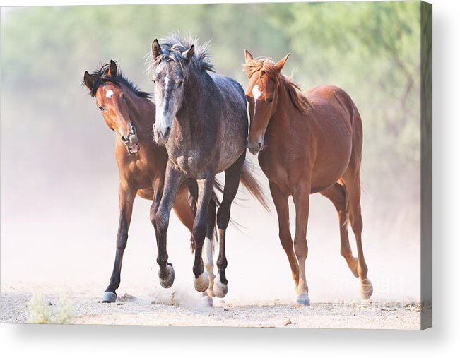 Battle Acrylic Print featuring the photograph Play by Shannon Hastings