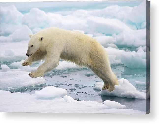 White Background Acrylic Print featuring the photograph Polar Bear Jumping In The Fast Ice by Arturo De Frias Photography
