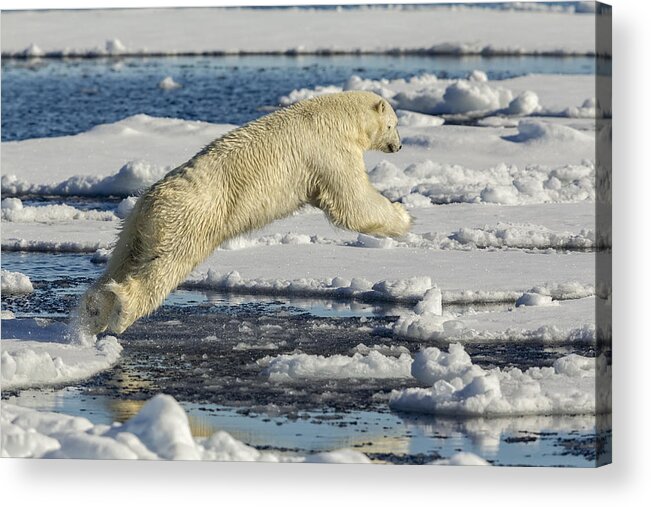 Polar Acrylic Print featuring the photograph Polar Bear Jumping by Joan Gil Raga