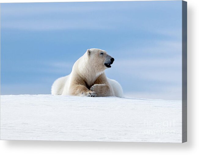 Polar Acrylic Print featuring the photograph Polar bear laying on the frozon snow of Svalbard by Jane Rix