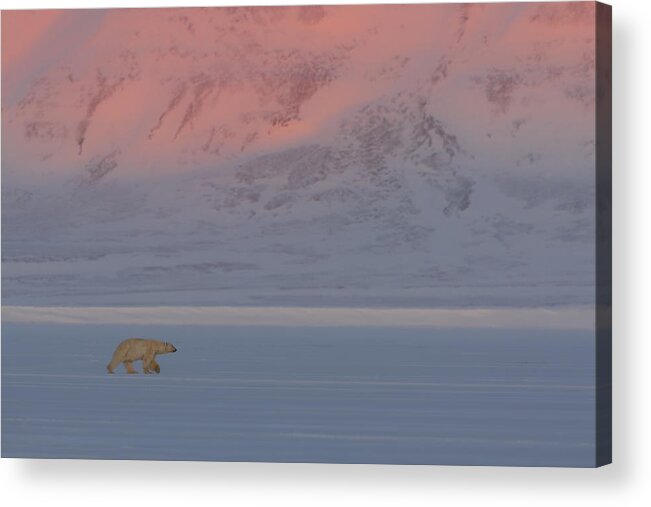 Polar Bear Acrylic Print featuring the photograph Polar Bear by Roberto Marchegiani