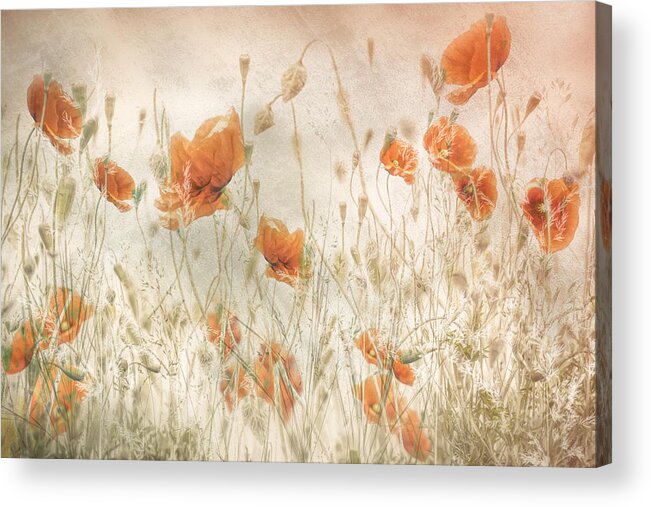 Poppy Acrylic Print featuring the photograph Poppies In The Field by Nel Talen