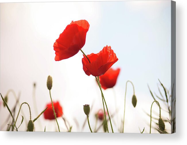 Dorset Acrylic Print featuring the photograph Poppies by Olivia Bell Photography