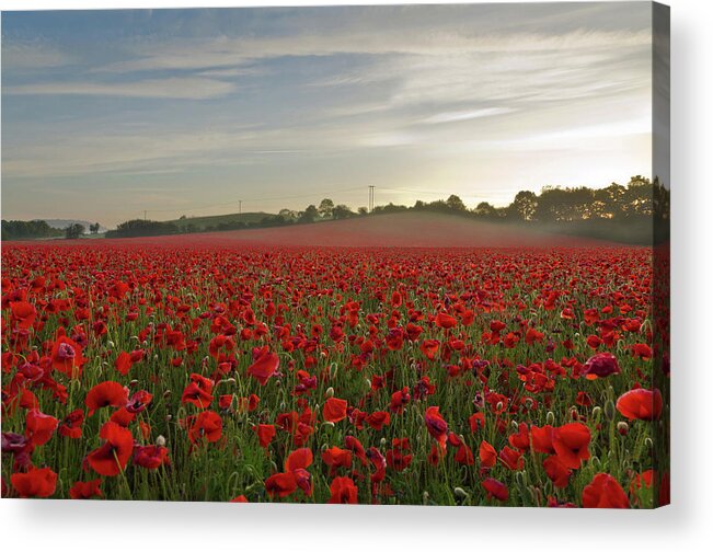 Scenics Acrylic Print featuring the photograph Poppy Field by David Dean Photography