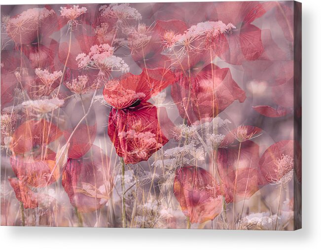  Acrylic Print featuring the photograph Poppy Magic by Foto Tinca