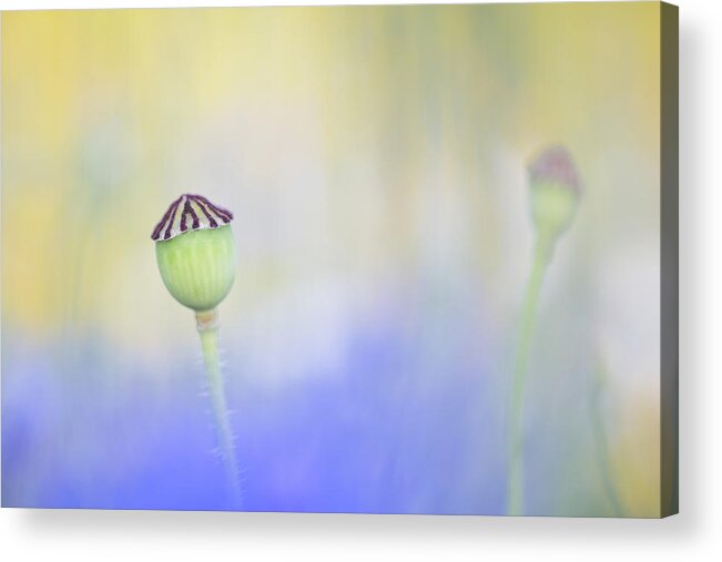 Flower Acrylic Print featuring the photograph Poppy seed head in a sea of blue by Anita Nicholson