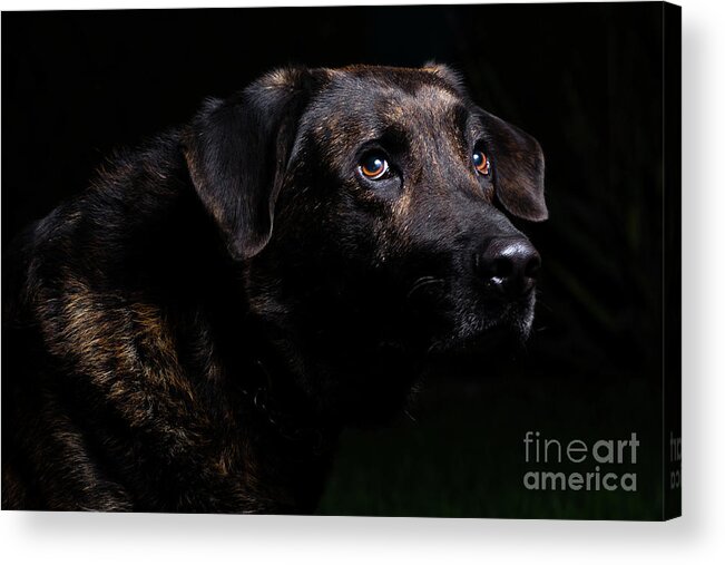 Pets Acrylic Print featuring the photograph Portrait Of Labrador Retriever Canis by Dušan Rafaj / 500px