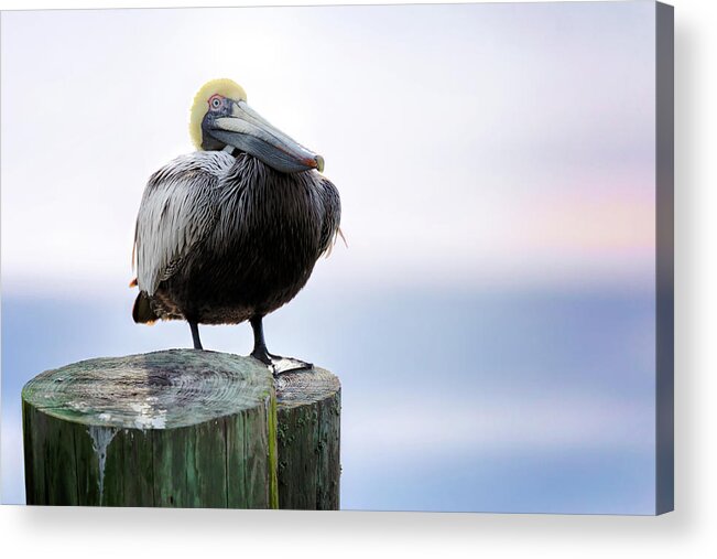 Pelican Acrylic Print featuring the photograph Post Sitting Near Sunset by Susan Rissi Tregoning