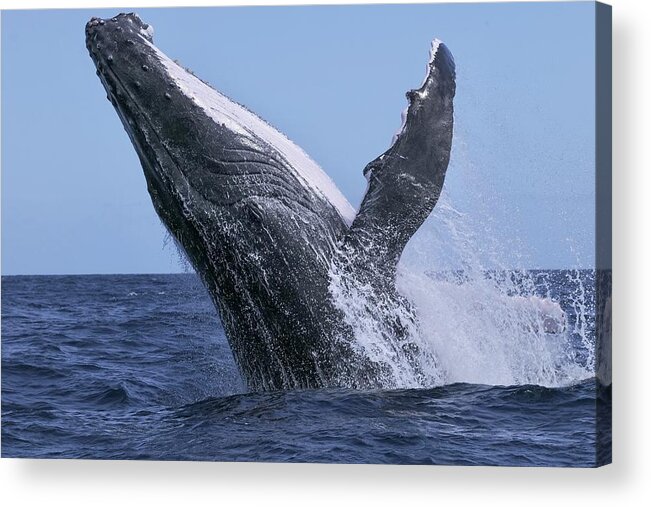 Whale
Nature
Power
Wildlife
Ocean Acrylic Print featuring the photograph Power by Serge Melesan