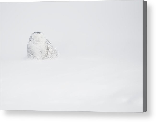 Snowy Acrylic Print featuring the photograph Predator In The Storm by Marco Pozzi