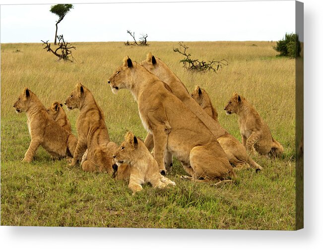 Kenya Acrylic Print featuring the photograph Pride Of Lions Have Dinner Spotted by Andrew Molinaro