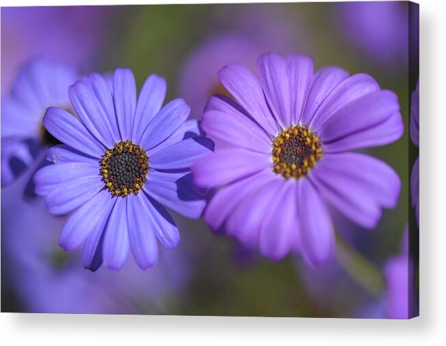 Jenny Rainbow Fine Art Photography Acrylic Print featuring the photograph Purple and Blue. Swan River Daisies by Jenny Rainbow