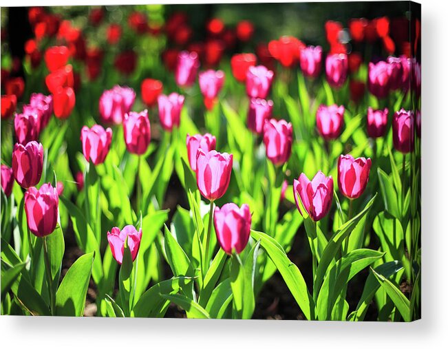 Taiwan Acrylic Print featuring the photograph Purple And Red Tulips Under Sun Light by Samyaoo
