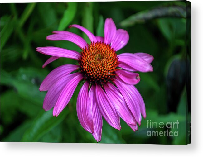 Michelle Meenawong Acrylic Print featuring the photograph Purple Cone Flower by Michelle Meenawong