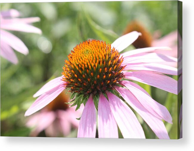 Purple Acrylic Print featuring the photograph Purple Coneflower Bloom and Petals by Christopher Lotito