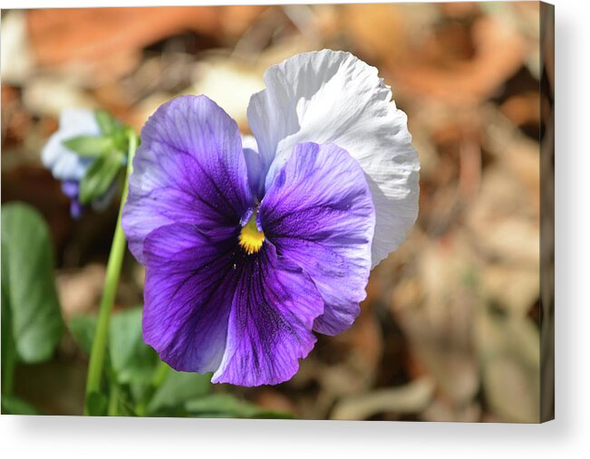 Pansy Acrylic Print featuring the photograph Purple Pansy by Aimee L Maher ALM GALLERY