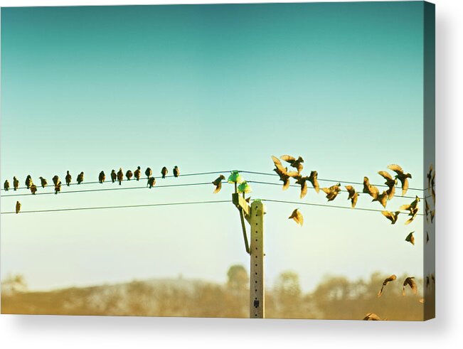 Animal Themes Acrylic Print featuring the photograph Que No Cunda El Pánico by By Mediotuerto