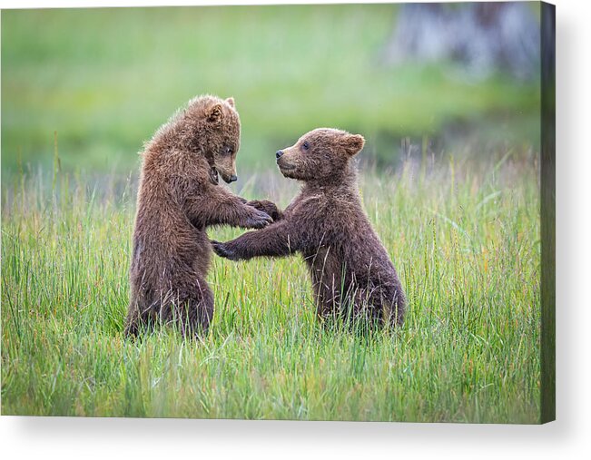 Wildlife Acrylic Print featuring the photograph "when Push Comes To Shove" by Jeffrey C. Sink