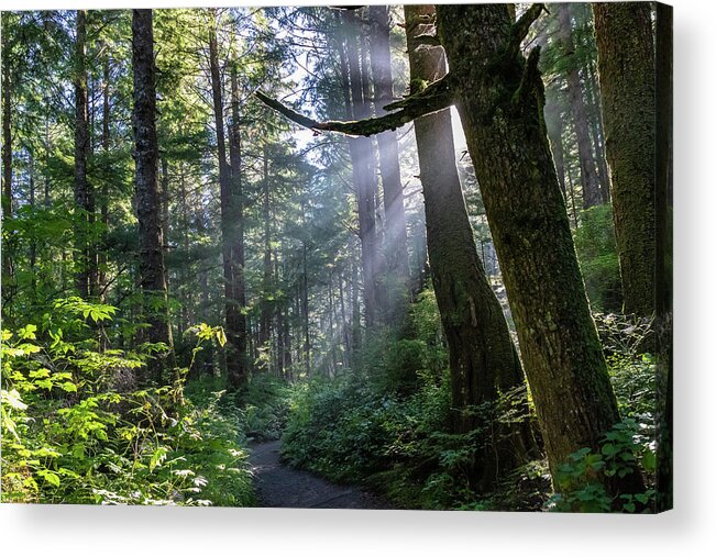 Background Acrylic Print featuring the photograph Rain Forest at La Push by Ed Clark