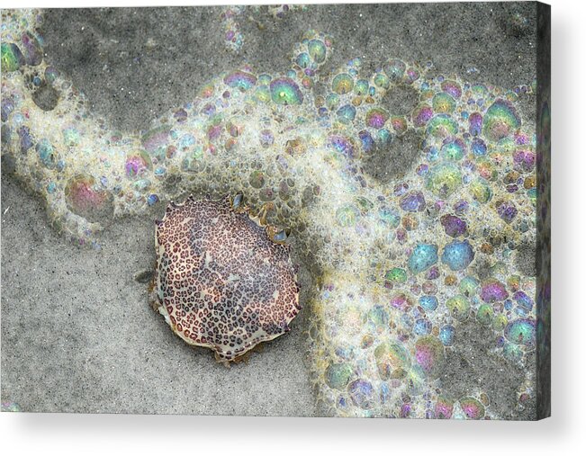 Beach Acrylic Print featuring the photograph Rainbow Bubbles and Crab by Cate Franklyn