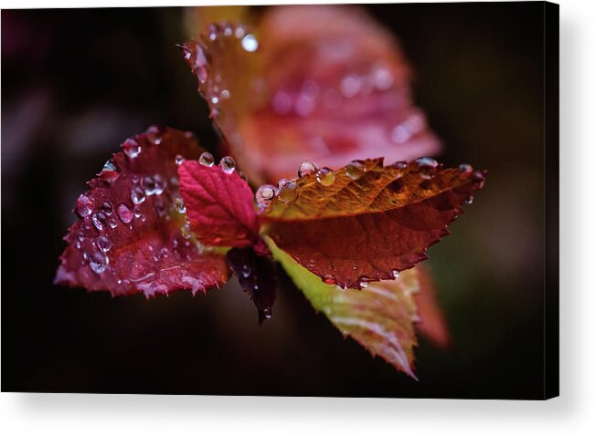 Leave Acrylic Print featuring the photograph Raindrops 4 Leaves by Glenn DiPaola