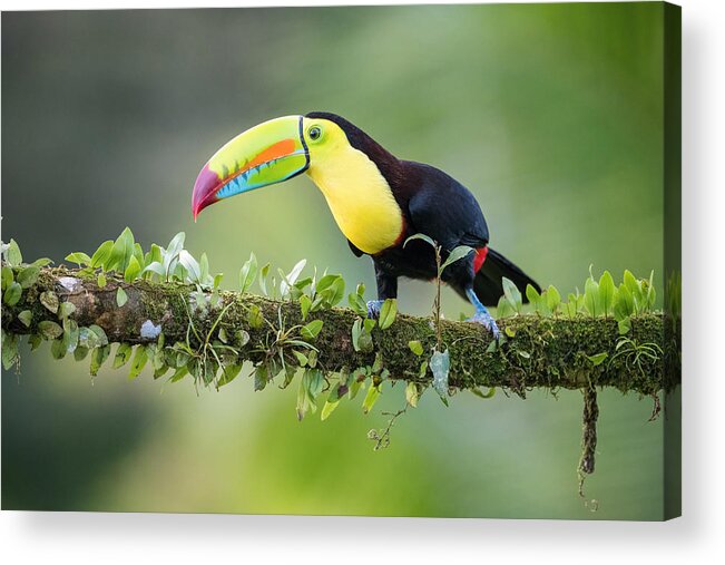 Keel-billed Acrylic Print featuring the photograph Ramphastos Sulfuratus, Keel-billed Toucan by Petr Simon