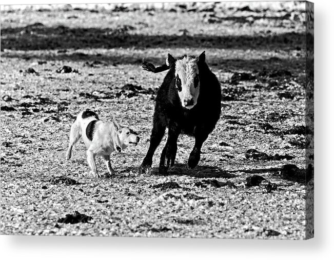 Ranch Acrylic Print featuring the photograph Ranch working dog by Julieta Belmont