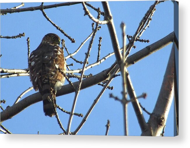 Sharp-shinned Hawk Acrylic Print featuring the photograph Rapace by Asbed Iskedjian