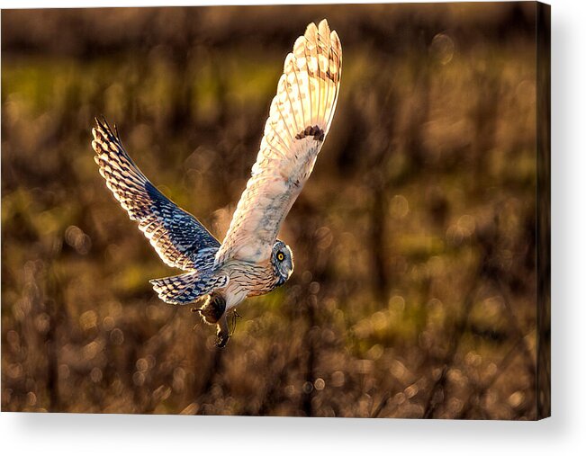  Acrylic Print featuring the photograph Raptor Attack by Paige Huang