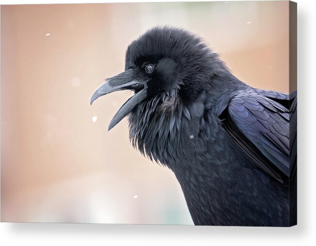 Raven Acrylic Print featuring the photograph Raven Talk by Eilish Palmer
