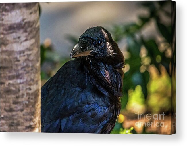 Raven Acrylic Print featuring the photograph Raven Watching by Kate Brown