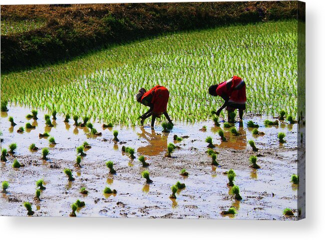 Three Quarter Length Acrylic Print featuring the photograph Re-plantation Of Paddy by Photograph By Narendra N. Acharya