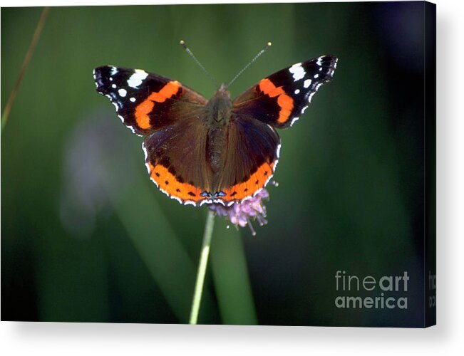 Red Admiral Butterfly Acrylic Print featuring the photograph Red Admiral Butterfly by Chris Dawe/science Photo Library