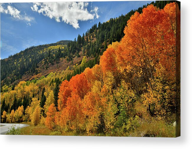 Colorado Acrylic Print featuring the photograph Red Aspens Along Highway 133 by Ray Mathis