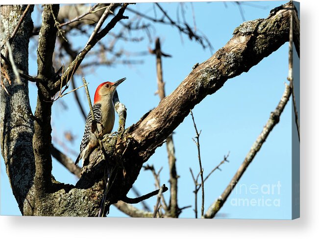 Woodpecker Acrylic Print featuring the photograph Red bellied woodpecker by Sam Rino