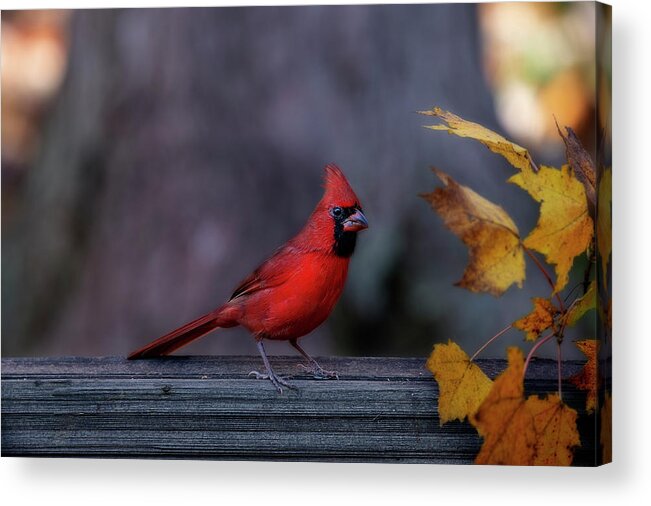 Cardinal Acrylic Print featuring the photograph Red cardinal in fall yellow leaves by Dan Friend