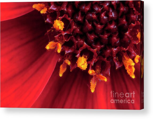 Flower Acrylic Print featuring the photograph Red Dahlia flower in extreme macro by Simon Bratt