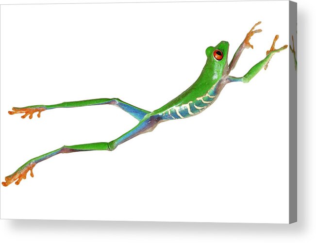 Orange Color Acrylic Print featuring the photograph Red Eyed Tree Frog Jumping by Design Pics