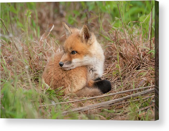 Red Fox Kit Watching Over Shoulder Acrylic Print featuring the photograph Red Fox Kit - Watching Over Shoulder by Todd Henson