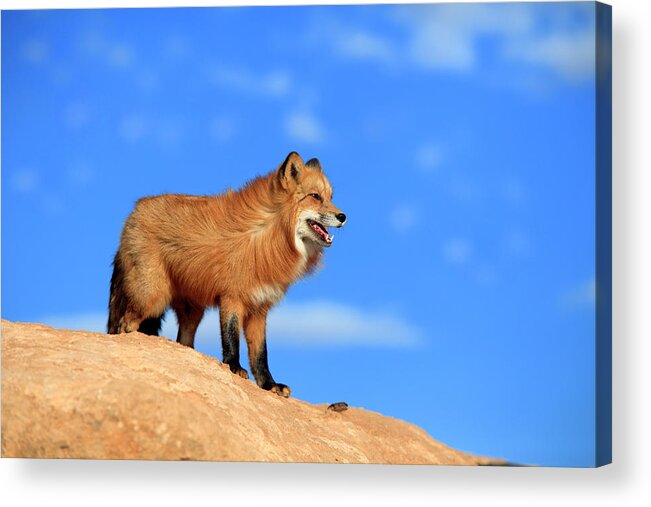 Alertness Acrylic Print featuring the photograph Red Fox by Tier Und Naturfotografie J Und C Sohns