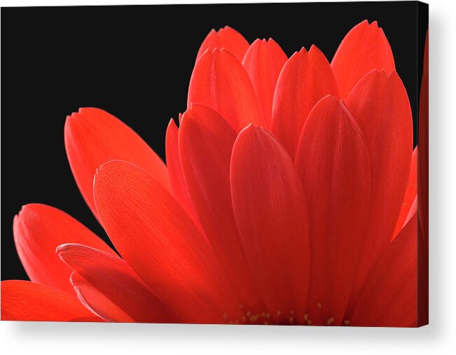 Black Background Acrylic Print featuring the photograph Red Gerbera Daisy by Paul Taylor