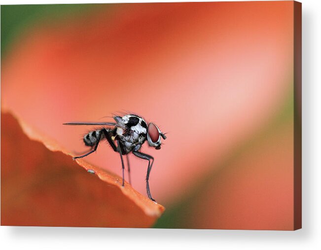 Insect Acrylic Print featuring the photograph Red Insect On Leaf by Israel Gutiérrez Photography