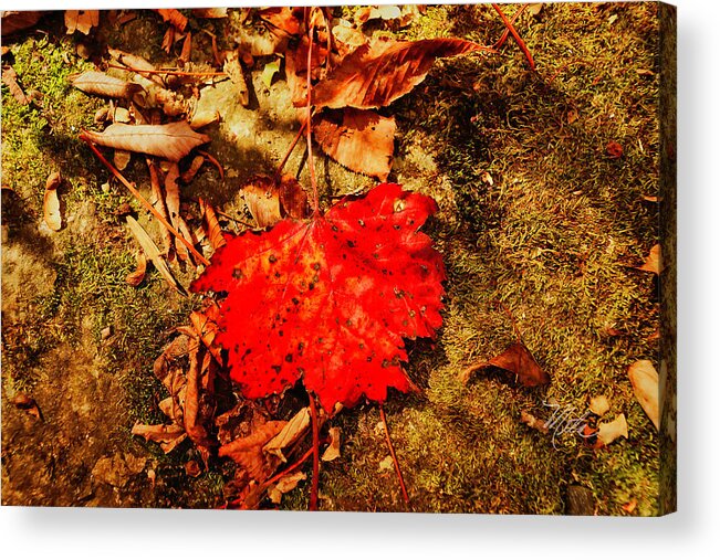 Fall Acrylic Print featuring the photograph Red Leaf on mossy rock by Meta Gatschenberger