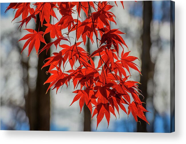 Elm Acrylic Print featuring the photograph Red Leaves by Cindy Lark Hartman