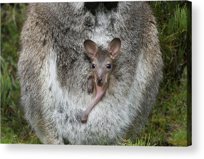 Suzi Eszterhas Acrylic Print featuring the photograph Red Necked Wallaby Joey In Pouch by Suzi Eszterhas